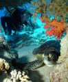 under a coral table... 
